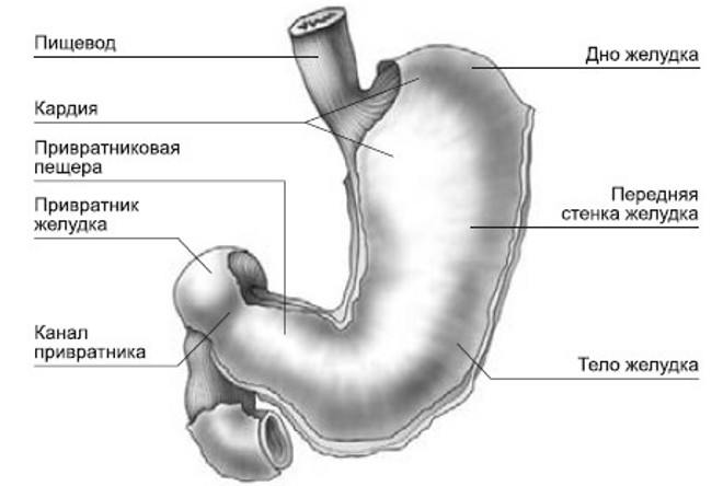 Анатомия пищеварительного органа