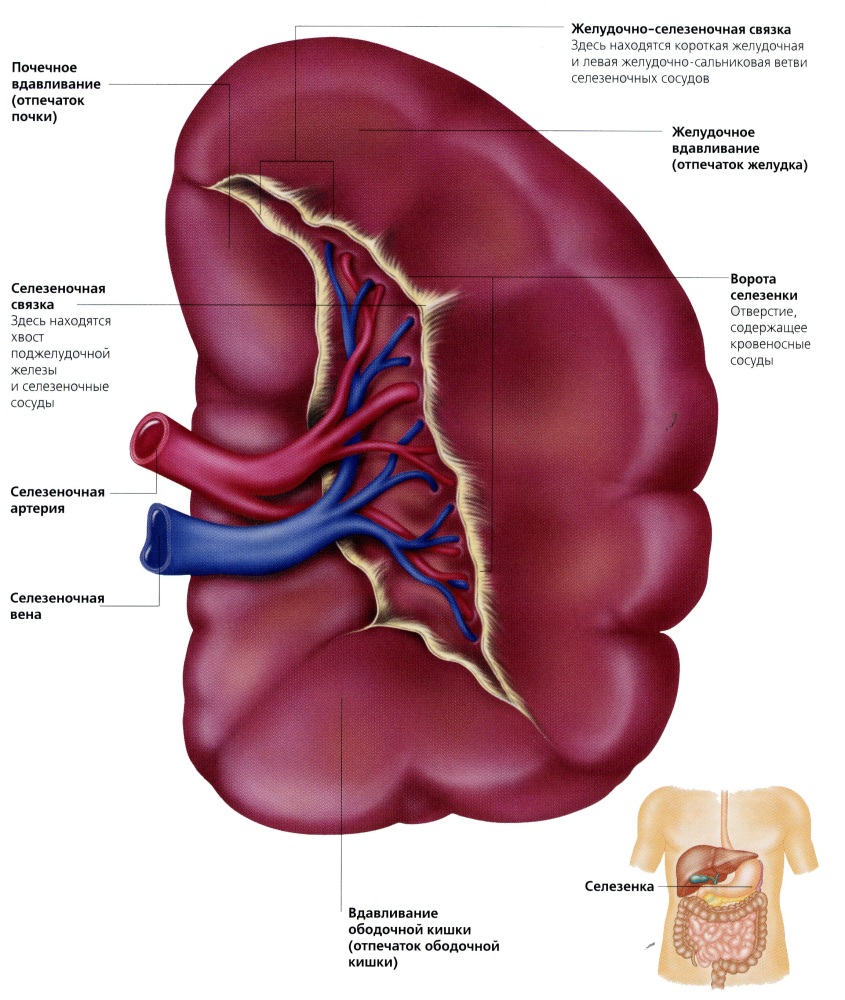 Анатомия органа