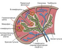 Какие существуют болезни селезенки?