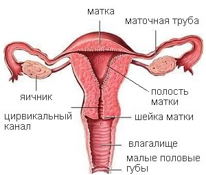 Половые органы женщин