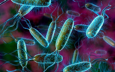 Кишечные бактерии