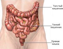 Основные симптомы и лечение дискинезии кишечника