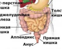 Каковы функции селезенки в организме?