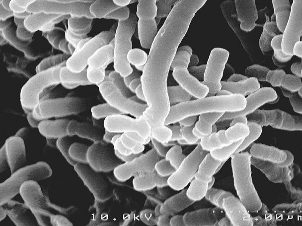 Микроорганизмы и бактерии