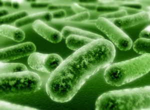 Бактерии в кишечнике