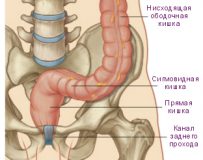 Анатомическое строение, болезни и лечение сигмовидной кишки