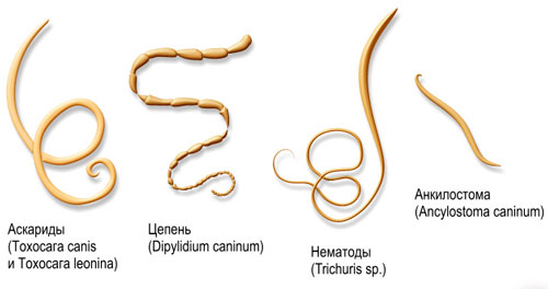 Распространенные разновидности червей