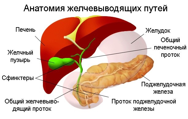 Анатомия желчевыводящих проток