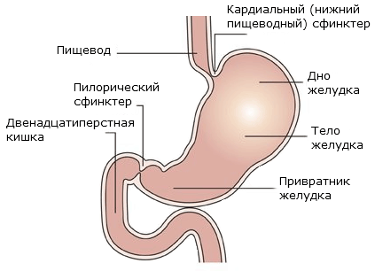 Желудочные отделы