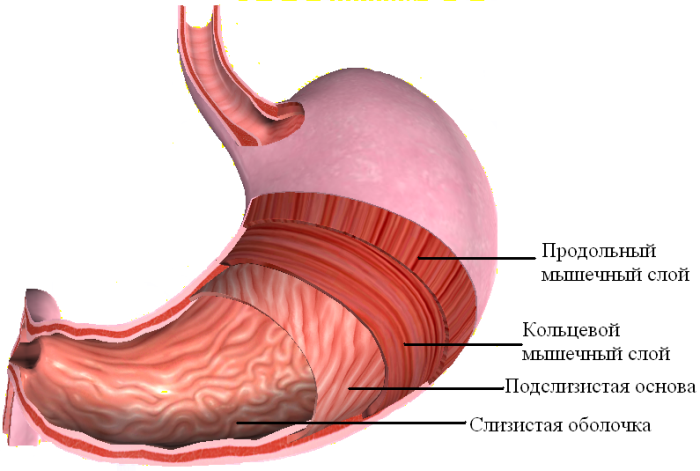 Мышечные слои пищеварительного органа