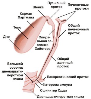 Анатомия желчевыводящих протоков