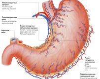 Функции, анатомия и патологии желудка человека