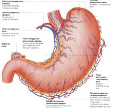 Функции, анатомия и патологии желудка человека