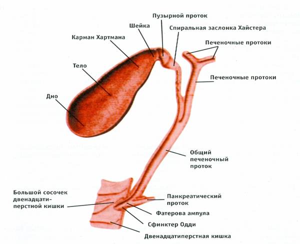Анатомия желчного