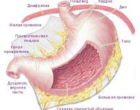 Названия и особенности отделов желудка