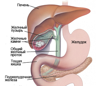 Анатомия ЖКТ