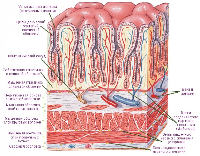 Строение стенок пищеварительного органа