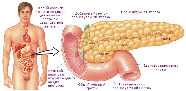 Анатомия поджелудочной