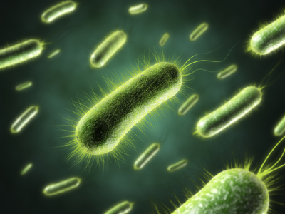 Бактерии, вызывающие инфекцию
