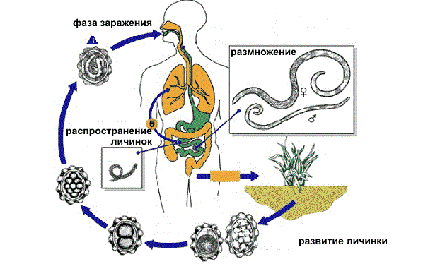 Жизненный цикл гельминтов