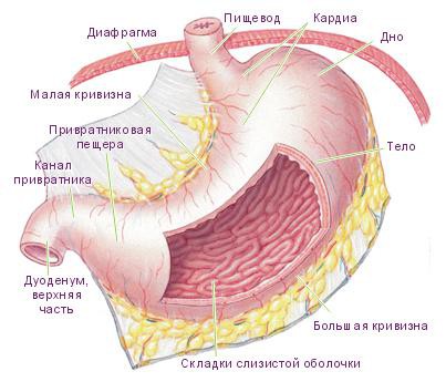 Анатомия пищеварительного органа