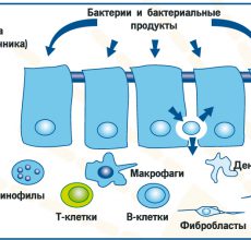 Препараты и методы для нормализации микрофлоры кишечника