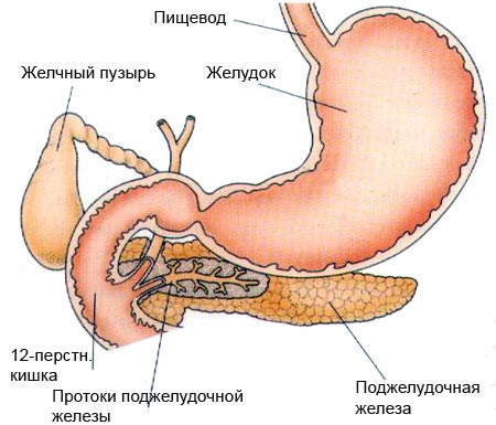 Желудок и поджелудочная железа