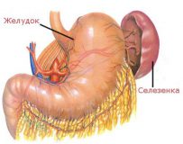 Функции и строение селезенки
