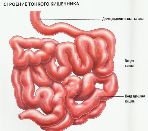 Анатомия тонкого кишечника