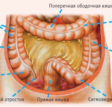 Анатомия и заболевания толстой кишки