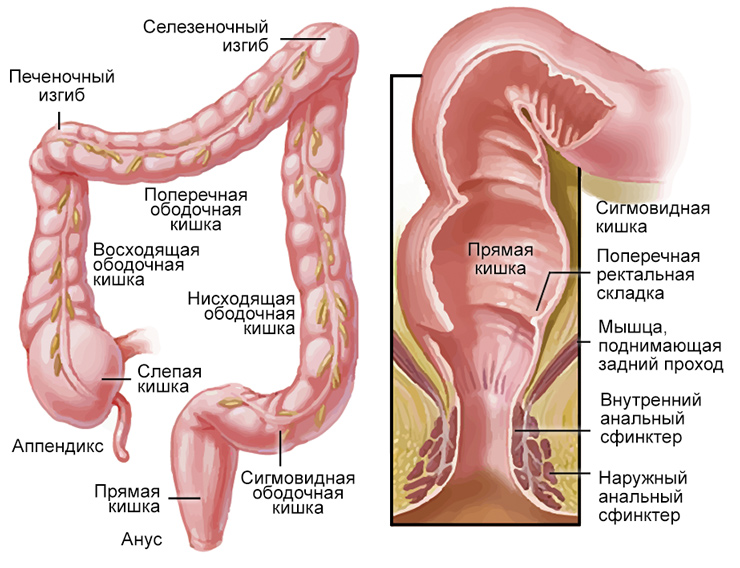 Анатомия прямого отдела кишечника