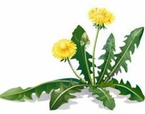 Безопасное решение деликатной проблемы — травы от запора