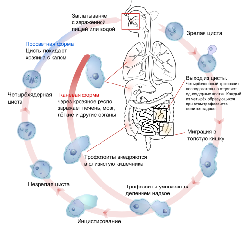 Цикл развития амебы