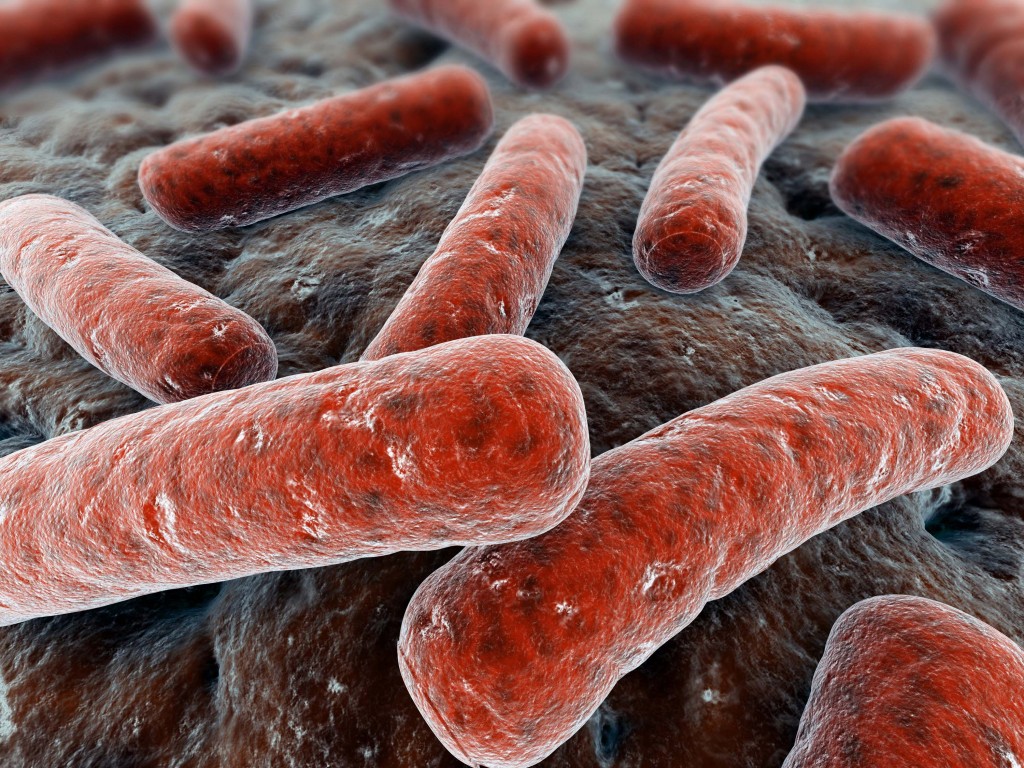 Палочковидная бактерия