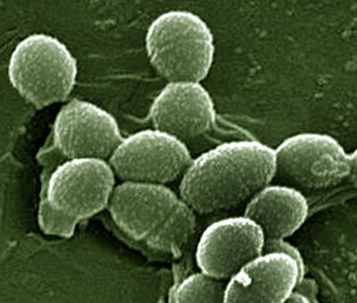 Микроб, составляющий микрофлоры