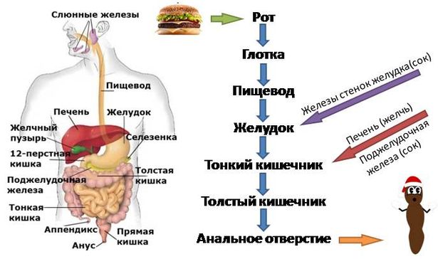 Схема процесса пищеварения