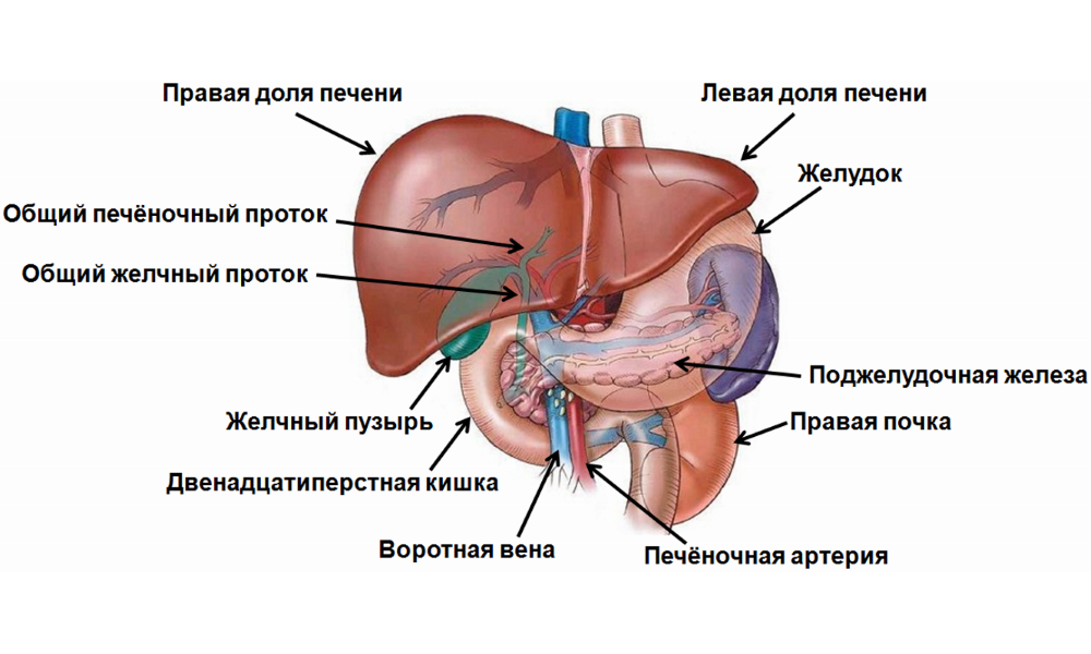 Строение органа