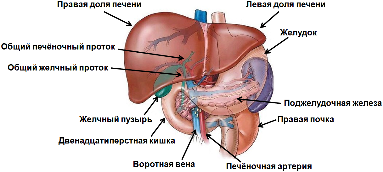 Строение органа